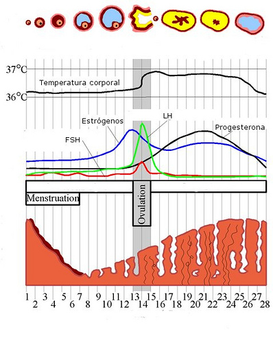 排卵期如何計算？
