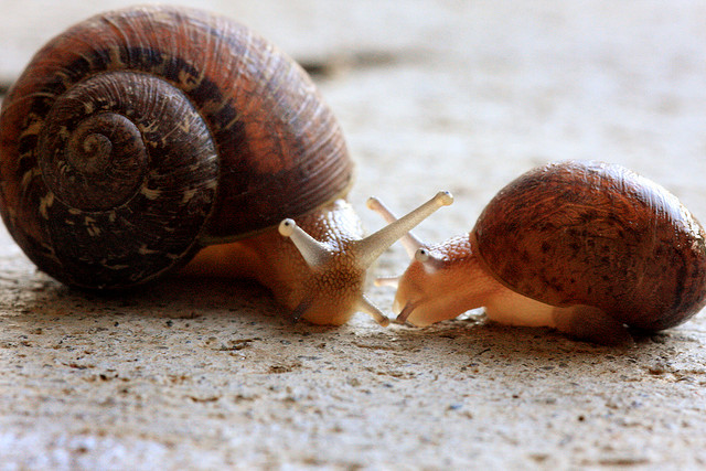 蟲住男子腦?! 貪食蝸牛湯寄生蟲鑽腦