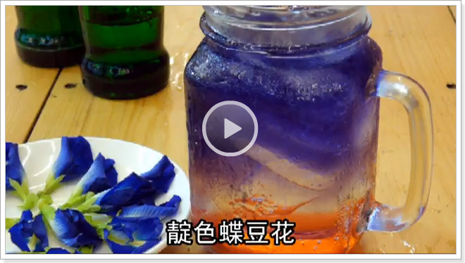 蝶豆花漸層飲料有四種人應避免飲用