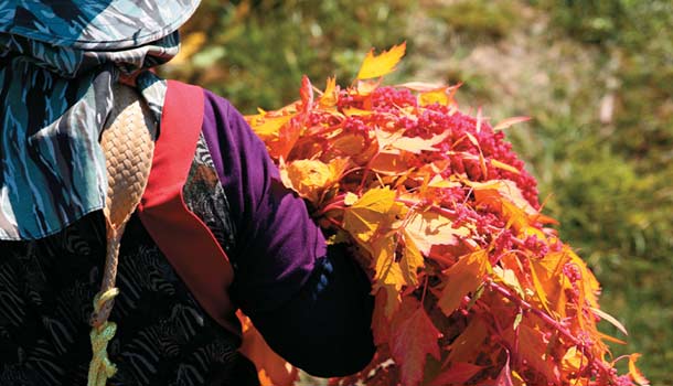 紅藜防大腸癌 北醫老鼠實驗證實效果