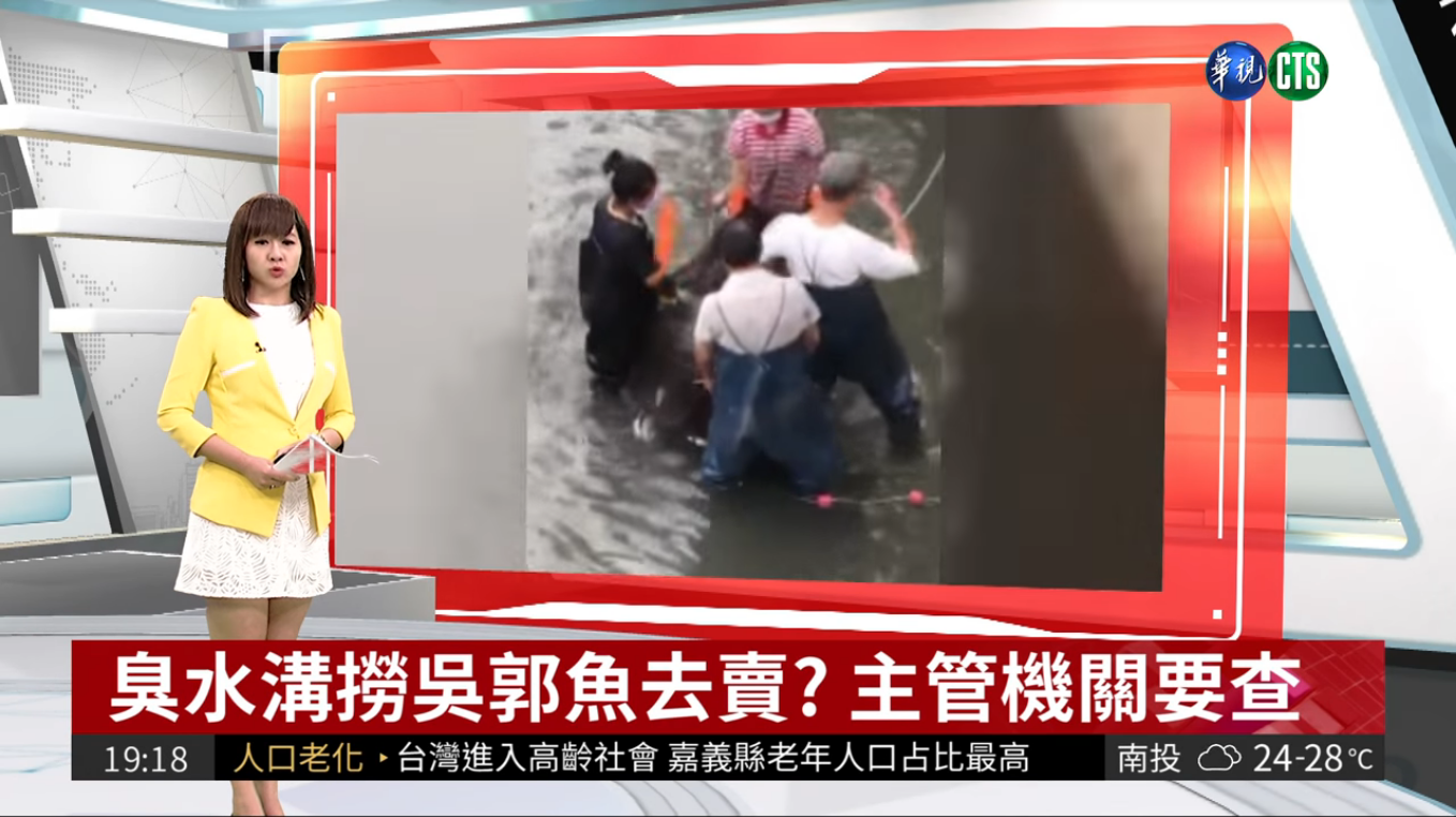 吳郭魚能吃嗎? 有民眾捕撈大排水溝吳郭魚疑似拿去販售