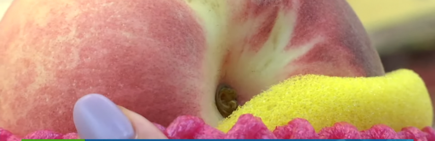 美教授發表研究：水蜜桃可以抑制乳癌！是真的嗎?