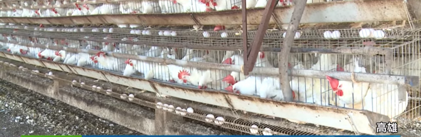 摸雞蛋沒洗手 女染沙門氏菌差點送命